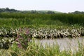 Waterscape of purple looseleaf and spatterdock at the Russell W. Peterson Urban Wildlife Refuge in Wilmington, Delaware