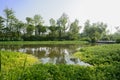 Waterside aquatic grass in sunny summer morning