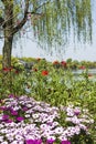 Waterside chrysanthemum and yellow primroses flowers