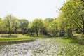 Waterside green tree and Lotus leaf Royalty Free Stock Photo