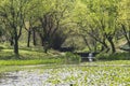 Waterside green tree and Lotus leaf Royalty Free Stock Photo