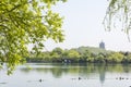 Waterside green tree and Leifeng Pagoda Royalty Free Stock Photo