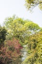 Waterside green tree and Peach Blossom Royalty Free Stock Photo