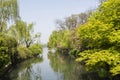 Waterside green tree Royalty Free Stock Photo