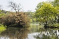 Waterside green tree Royalty Free Stock Photo