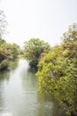 Waterside green tree Royalty Free Stock Photo