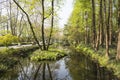 waterside green tree Royalty Free Stock Photo