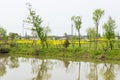 waterside green tree Royalty Free Stock Photo