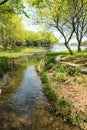 Waterside green trees and lotus leaf Royalty Free Stock Photo