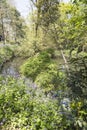 Waterside lavender Royalty Free Stock Photo