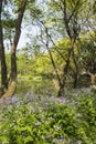 Waterside lavender Royalty Free Stock Photo