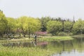 waterside peach blossom and green tree