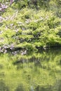 Waterside peach blossom Royalty Free Stock Photo