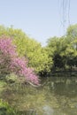 Waterside peach blossom Royalty Free Stock Photo