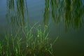 Waterside reeds, reflections Royalty Free Stock Photo