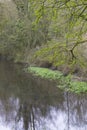 Waterside with spring growth