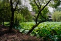 Waterside tree bent over lotus pond in sunny summer Royalty Free Stock Photo