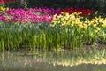 Waterside tulips flowers Royalty Free Stock Photo