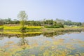 Waterside village in sunny flowering spring