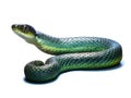 Watersnake Nerodia rhombifer isolated  Made With Generative AI illustration Royalty Free Stock Photo