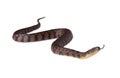 Watersnake Nerodia rhombifer isolated Royalty Free Stock Photo