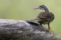 Watertrapper, African Finfoot, Podica senegalensis