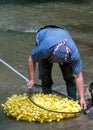 Scooping rubber ducks up in the river Royalty Free Stock Photo
