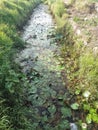 waterways in the diesa that are in condemning lotus flower plants and other wild plants Royalty Free Stock Photo