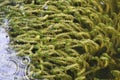 Waterweed Elodea Canadensis background