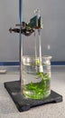 Biology experiment with waterweed in a test tube and glass with water Royalty Free Stock Photo