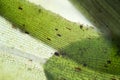 Waterweed Elodea leaf structure by microscope. Freshwater plant aquarium decorative algae. Eutrophication problem Royalty Free Stock Photo