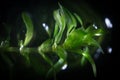 Waterweed Elodea by microscope on black background. Freshwater plant aquarium decorative algae. Eutrophication problem Royalty Free Stock Photo