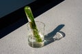 Waterweed in an inverted test tube filled with water Royalty Free Stock Photo