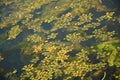 Waterweed plant Royalty Free Stock Photo