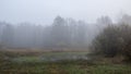 Watery field in Kampinos National Park, Poland