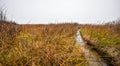 Watery grass to nowhere - thick fog on the Ottawa River. Royalty Free Stock Photo