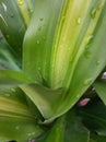 Watery greeny leaf i love Royalty Free Stock Photo