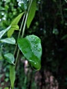 It is the watery leaf, the dew drops Royalty Free Stock Photo