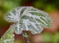 Watery leaf Royalty Free Stock Photo