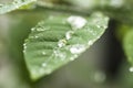 Watery Leaf droplets Royalty Free Stock Photo