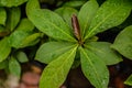 Watery leaf Royalty Free Stock Photo