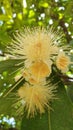 Watery Rose Apple Flower in Full Bloom