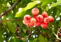 Watery rose apple tropical fruits the branch of tree closeup