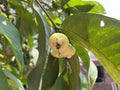 Watery rose apple, water apple or bell fruits on tree