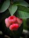 Watery rose apple