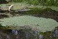 Watery scene Royalty Free Stock Photo