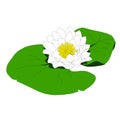 Wather lily white flover Royalty Free Stock Photo