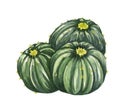Watrcolor hand drawn realistic cactus illustration. Botanical Balloon Cactus or Parodia magnifica with flower isolated