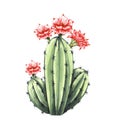 Watrcolor hand drawn realistic cactus illustration. Botanical Echinocereus triglochidiatus with flower isolated on white