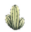 Watrcolor hand drawn realistic cactus illustration. Botanical Echinocereus triglochidiatus isolated on white